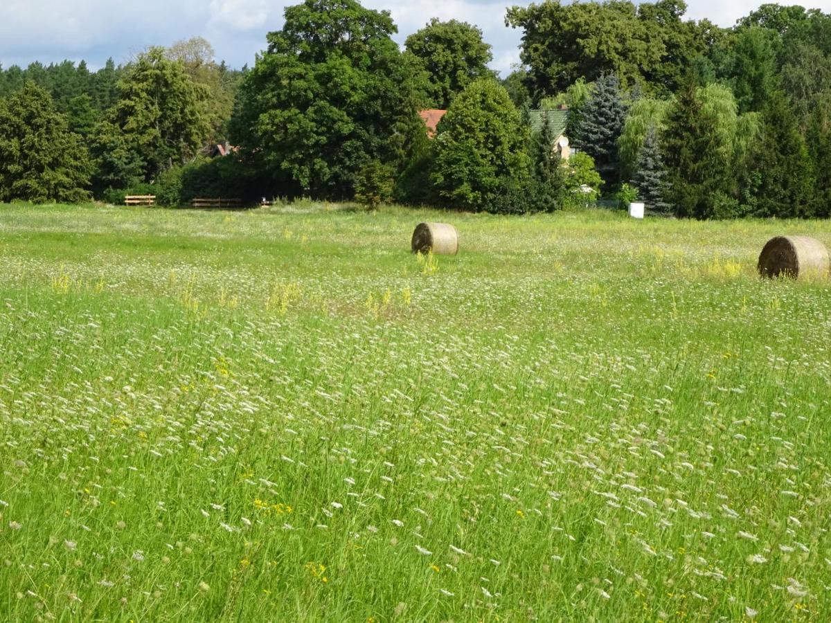 Waschbaer Country Templin