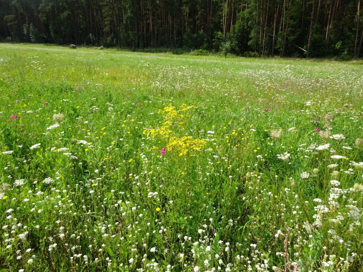 Waschbär Country Apartment